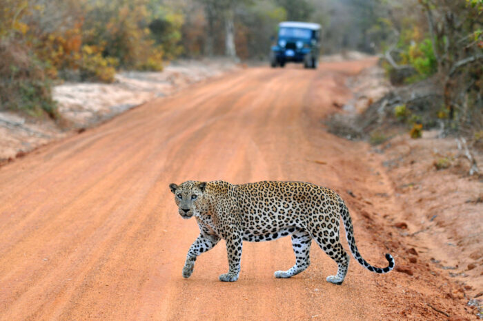 Yala National Park ditto travels5