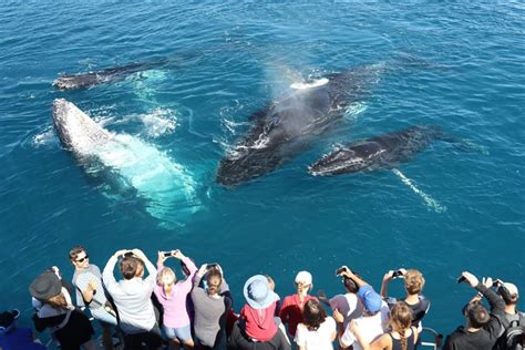 whale-watching-in-Mirissa-2-scaled-ditto-travels