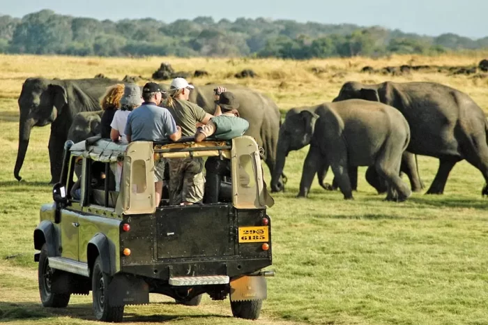 Wild safari in Sri Lanka 10